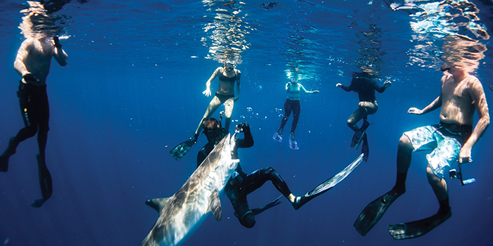 LEAVE THIS TO THE PROFESSIONALS Nimmo gives the group of free-divers what they came to see with a hand-to-mouth feeding  of a silky shark