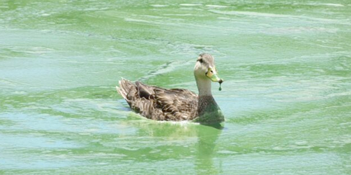 Keeping the water of Jupiter FL clean 