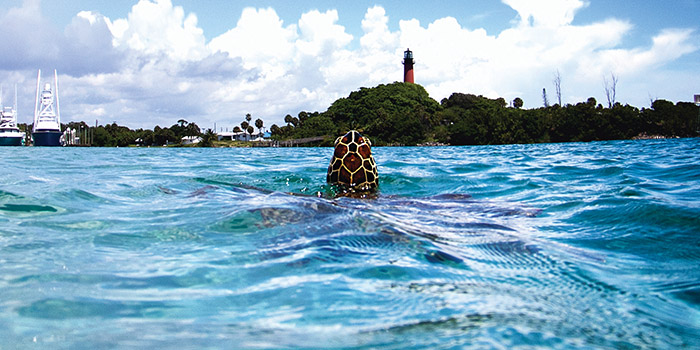 Jupiter Inlet Foundation fights for conservation of the natural areas along the Jupiter Inlet 