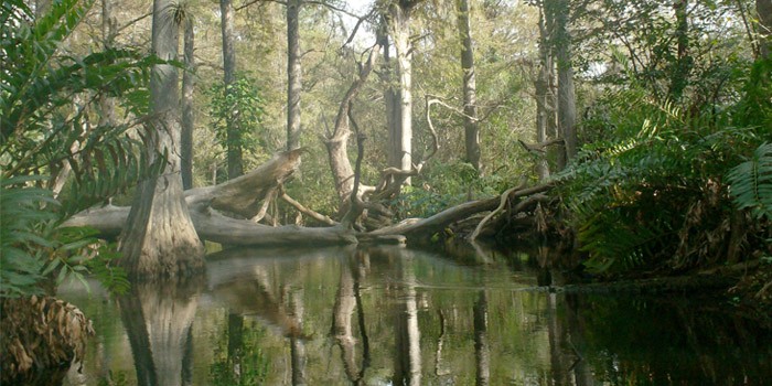 Loxahatchee River