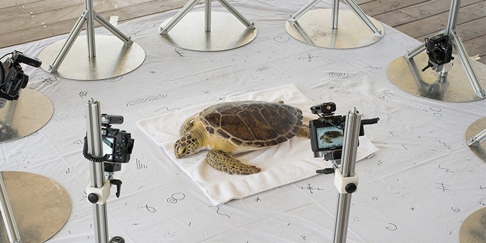 Digital Life Team Creates Animated 3D Models of Sea Turtles From Live Specimens