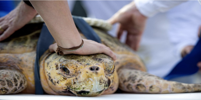 Sea Turtle Nests Top Record Count in Northern Palm Beach County