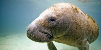 Manatee Lagoon Virtual Summer Camp Connects Children to Wildlife from Home